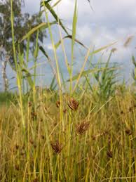 Image result for Bolboschoenus