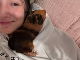 Guinea pigs for adoption available