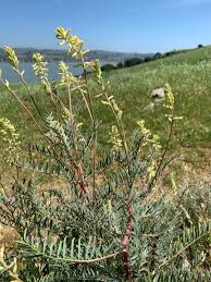 Image result for Astragalus