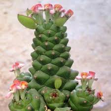Image result for Monadenium rugosum