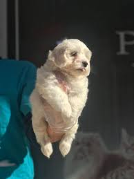 Satilik Maltese Terrier Yavrulari Geldi Satilik Maltese Terrier Yavrulari Geldi Kopek Kopekseverler Kopeksahiplendirme K Goruntuler Ile Evcil Hayvanlar Kopek Ayi