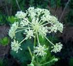 Image result for Afrosciadium nyassicum