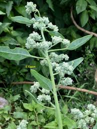 Image result for Chenopodium olukondae