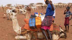 Livestock is an integral part of the somali economy and the country is home to millions of camels. Somalia Flowing Water Brings Livestock Herders Together Icrc