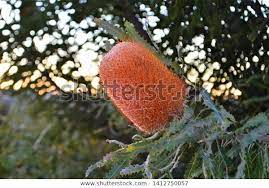 Find Single Banksia Flower Sunset Stock Images In Hd And Millions Of Other Royalty Free Stock Photos Illustrati Flowers Stock Photos Royalty Free Stock Photos