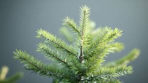 Image result for Podocarpaceae