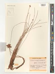 Image result for Cyperus pectinatus