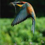 pin by عبدالرحيم البلوشي on birds world عالم الطيور animals masterpiece bird