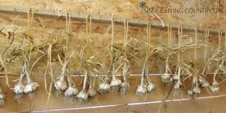 Check spelling or type a new query. How To Cure Your Garlic Simple Living Country Gal