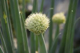 Image result for Dipsacus pinnatifidus