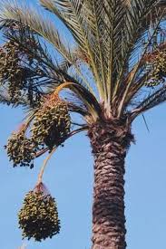 This is columbia's national tree. How To Plant Date Palm Tree Seeds Dates Tree Tree Seeds Growing Fruit Trees