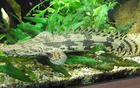 Bichir Types Care Size Lifespan Tankmates Breeding