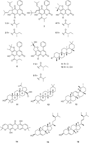 Image result for Tinnea antiscorbutica