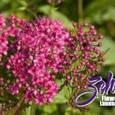 Image result for Spiraea x bumalda ´Crispa