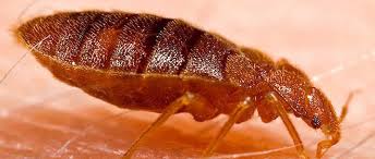 Check spelling or type a new query. Cinq Choses Que Vous Devez Absolument Savoir Sur Les Punaises De Lit Le Point