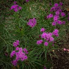 Image result for Vernonia prolixa
