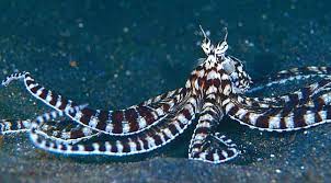 The animal kingdom is packed with creatures that use strange and unusual methods to trick predators. The Mimic Octopus A Master Of Disguise Not Exactly Rocket Science