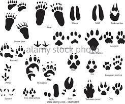 Cat Paw Print Drawing At Getdrawings Com Free For Personal