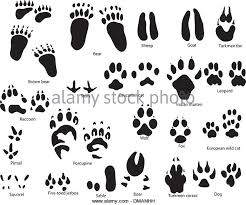 cat paw print drawing at getdrawings com free for personal