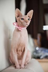 This page is dedicated to the promotion and advancement of the wonderful sphynx cat.so help us. Elegant Valentin Home Hairless Cat Sphynx Cat Cat Breeds
