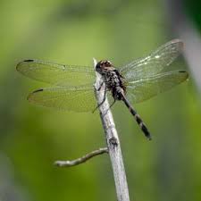 The sturdy pedestal keeps the birdbath from tipping over while the ceramic construction withstands weather changes. Attract Dragonflies To Your Yard For All Natural Pest Control