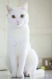 These Cute Cat Names Will Inspire Your New Friend S Moniker Cute Cat Names Pretty Cats Beautiful Cats