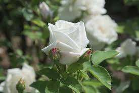 Gambar doraemon hitam putih untuk mewarnai. Mawar Putih Bunga Foto Gratis Di Pixabay