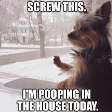 Discover the magic of the internet at imgur, a community powered entertainment destination. Freezing Memes That Hilariously Capture Our Hate Of Cold Weather