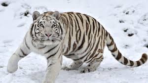 Papel de parede opinião dianteira do tigre branco, descanso, grama 3840x2160 uhd 4k para pc, mac, laptop, tablet, celular. 4k Ultra Hd Tiger Wallpapers Hd Desktop Backgrounds 3840x2160