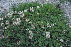 Image result for Trifolium