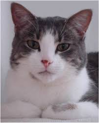 What do cat worms look like. Worms The Veterinary Cat Clinic