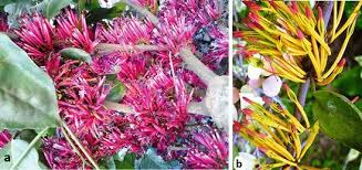 Image result for Tapinanthus dependens