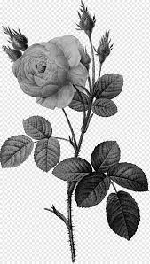The buds and stems are covered in dense brownish green mossing. Black And White Flower Moss Rose White Rose Of York Garden Roses Rosa Moschata Floral Design Painting Cabbage Rose Moss Rose White Rose Of York Garden Roses Png Pngwing