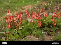 Image result for Erythrina zeyheri