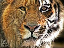 We did not find results for: Half Lion Half Tiger Lion Lion Tattoo Tiger Tattoo