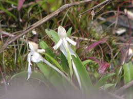 Image result for Habenaria laurentii