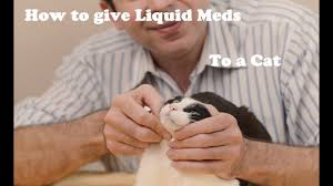How to give a cat liquid medicine.? How To Give Liquid Medication To A Cat Youtube