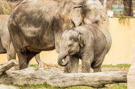 Téma zoo ostrava sloni na wiki.blesk.cz. Den Pro Slony V Zoo Ostrava Novinky Novinky O Zoo Zoo Ostrava