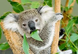An excellent resource book and guide to australia's endangered. Quarantine Laws Study In Australia