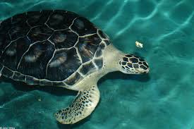 Resultado de imagen para chelonia mydas