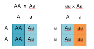 Determining Genotypes And Phenotypes Using Punnett Squares