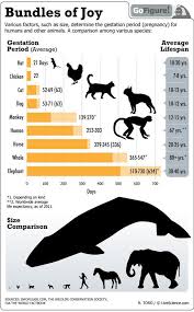 Bundles Of Joy How Long Are Animals Pregnant Animals