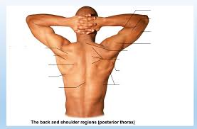 Let's have a look at the organs and other major structures inside the thorax. Ch 12 Diagram Surface Anatomy Posterior Thorax Region Diagram Quizlet