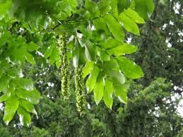 Image result for Juglandaceae