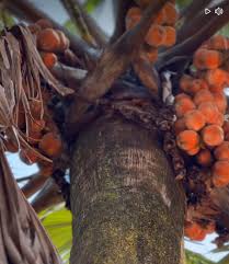 Hawaii Tropical Fruit Growers