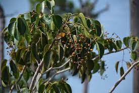 Florida S Toxic Trees Tree Florida Ecology