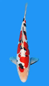 Doitsu Sanke – Coastal koi