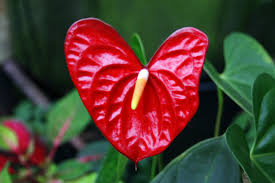 We did not find results for: Heart Shaped Flower By Weird Abdulla On Deviantart