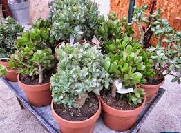 Check spelling or type a new query. Bouturer Une Plante Grasse Comment Faire Pour Bouturer Des Tiges