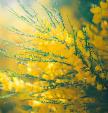 Image result for Aptosimum junceum